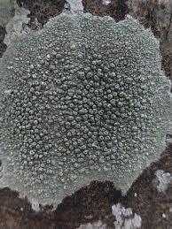 Attēlu rezultāti vaicājumam “Pertusaria pertusa”