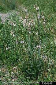 Image result for Asphodelus fistulosus