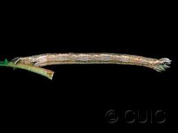 Attēlu rezultāti vaicājumam “Eulithis testata”