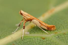 Attēlu rezultāti vaicājumam “Caloptilia hemidactylella”