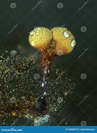 Attēlu rezultāti vaicājumam “Physarum oblatum”