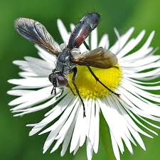 Attēlu rezultāti vaicājumam “Cylindromyia sp.”