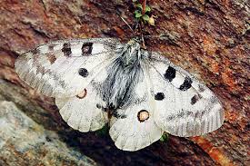 Attēlu rezultāti vaicājumam “Abraxas sylvata imago”