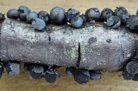 Attēlu rezultāti vaicājumam “Lamproderma gulielmae”