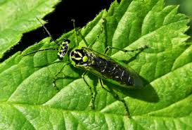 Attēlu rezultāti vaicājumam “Rhogogaster viridis”