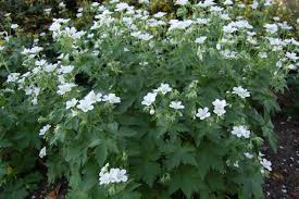 Attēlu rezultāti vaicājumam “Geranium sylvaticum”