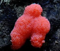 Attēlu rezultāti vaicājumam “Tubifera ferruginosa (subsp. ferruginosa) sessile”