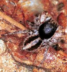 Attēlu rezultāti vaicājumam “Aelurillus v-insignitus”