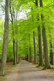 Image result for sonsbeek park