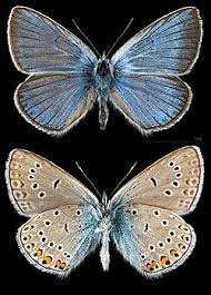 Attēlu rezultāti vaicājumam “Agrodiaetus amandus female”