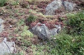 Attēlu rezultāti vaicājumam “Sedum pallidum bud”