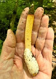 Attēlu rezultāti vaicājumam “Mutinus caninus”