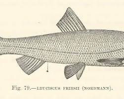 Image result for Rutilus caspicus