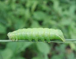 Attēlu rezultāti vaicājumam “Orthosia sp. larva”