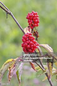 Attēlu rezultāti vaicājumam “Sambucus racemosa fruit”