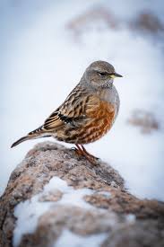 Image result for Prunella collaris