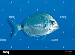 Image result for Diplodus cadenati
