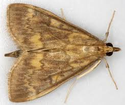 Attēlu rezultāti vaicājumam “Ostrinia nubilalis”