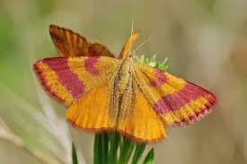 Attēlu rezultāti vaicājumam “Lythria cruentaria”