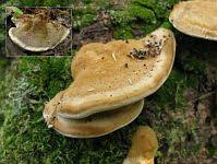 Attēlu rezultāti vaicājumam “Inonotus leporinus”