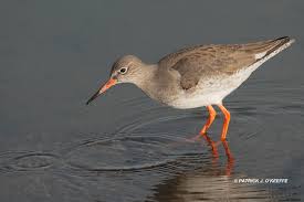 Attēlu rezultāti vaicājumam “Tringa totanus adult”