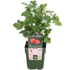 Attēlu rezultāti vaicājumam “Ribes uva-crispa fruit”