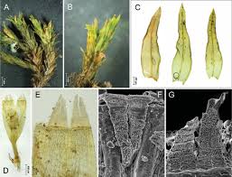 Attēlu rezultāti vaicājumam “Orthotrichum affine var. affine sporophyte”