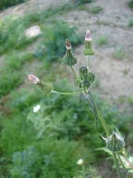 Attēlu rezultāti vaicājumam “Sonchus oleraceus bud”