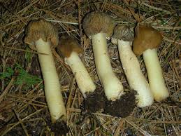 Attēlu rezultāti vaicājumam “Verpa bohemica”