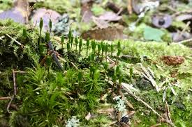 Attēlu rezultāti vaicājumam “Buxbaumia viridis”