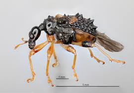 Attēlu rezultāti vaicājumam “Attelabidae”