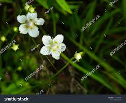 Attēlu rezultāti vaicājumam “Parnassia palustris flower”