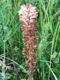 Attēlu rezultāti vaicājumam “Orobanche elatior”