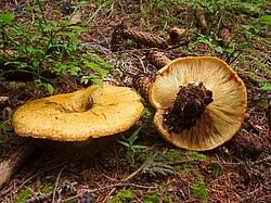 Attēlu rezultāti vaicājumam “Lactarius repraesentaneus”