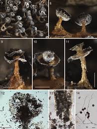 Attēlu rezultāti vaicājumam “Didymium clavus spores”