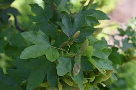 Attēlu rezultāti vaicājumam “Acer campestre leaf”