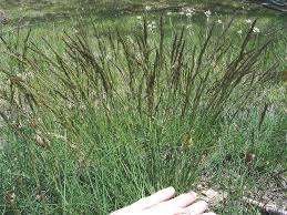 Attēlu rezultāti vaicājumam “Festuca psammophila”