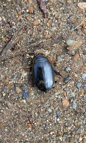 Attēlu rezultāti vaicājumam “Acilius sulcatus male”