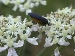 Attēlu rezultāti vaicājumam “Sciara analis”