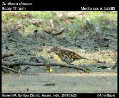 Image result for Zoothera dauma