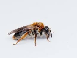 Attēlu rezultāti vaicājumam “Andrena haemorrhoa”
