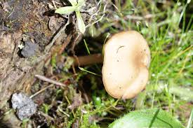 Attēlu rezultāti vaicājumam “Polyporus melanopus”