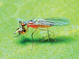 Attēlu rezultāti vaicājumam “Empididae”