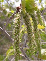 Attēlu rezultāti vaicājumam “Populus tremula leaf”