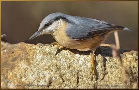 Attēlu rezultāti vaicājumam “Sitta europaea male”