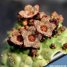 Attēlu rezultāti vaicājumam “Campylophyllum calcareum sporophyte”