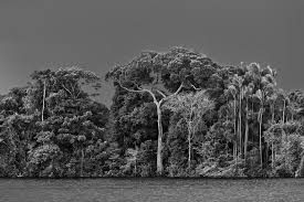 Image result for sebastiao salgado
