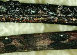 Attēlu rezultāti vaicājumam “Diderma rufostriatum spores”