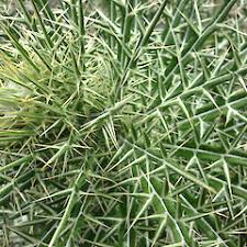 Image result for Ptilostemon afer