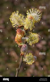 Attēlu rezultāti vaicājumam “Salix purpurea male flower”